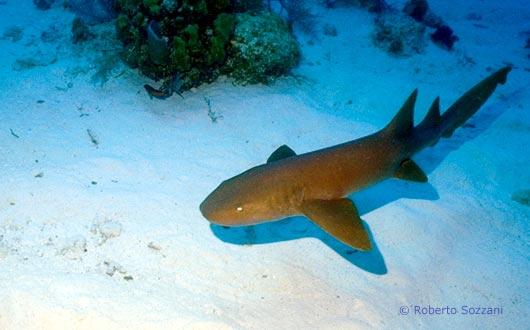 Nurse Shark, Squalo Nutrice, Ginglymostoma cirratum