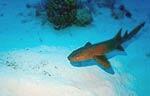 Nurse Shark - Turks & Caicos