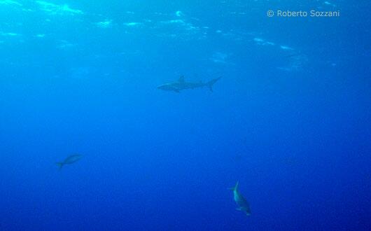 Reef Shark, Squalo del reef, Carcharhinus perezi