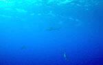 Reef Shark (?) - Turks & Caicos