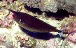 Longnose Unicornfish