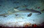 Nurse Shark - Alphonse Is.