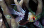 Pajama cardinalfish