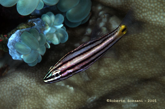 Cheilodipterus quinquelineatus