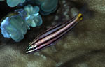 Five-lined cardinalfish