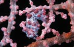 Pygmy seahorse