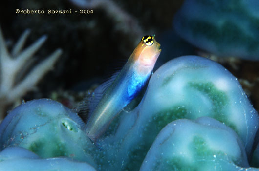 Ecsenius sp.