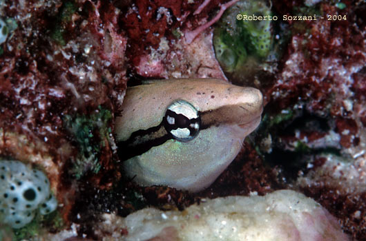 Aspidontus dussumieri