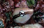 Lance blenny