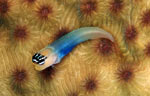 Combtooth Blenny