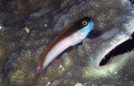 Eyespot blenny