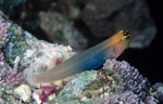 Combtooth Blenny
