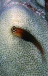 Combtooth Blenny