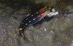 Pictus blenny