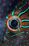 False-eye toby or Papuan toby (eye detail)