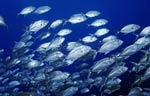 Bigeye trevally
