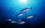 Bigeye trevally