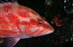 Coral grouper, Jewel grouper