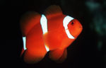 Spinecheek anemonefish (male)