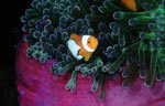 False clown anemonefish