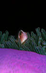 Pink anemonefish