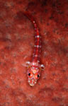 Largemouth triplefin