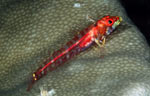 Largemouth triplefin