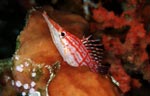 Longnose hawkfish