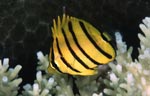 Eightband butterflyfish (juvenile)