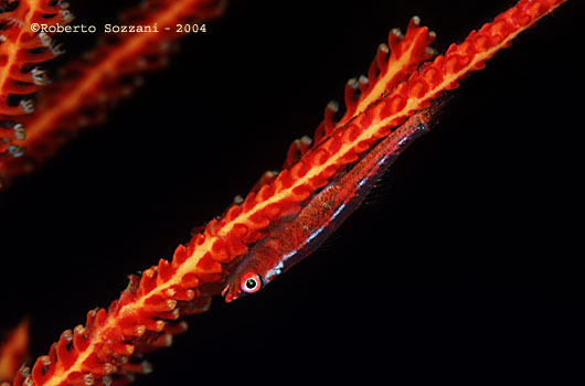 Bryaninops amplus