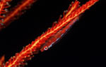 Large Whip goby