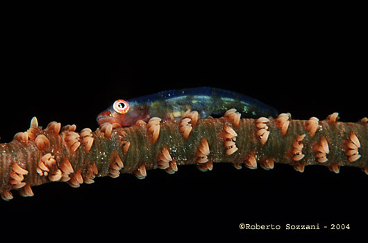 Bryaninops yongei