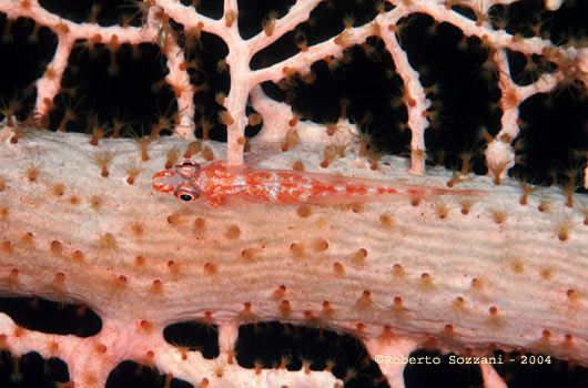 Pleurosicya mossambica