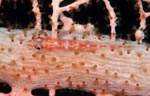 Common ghostgoby