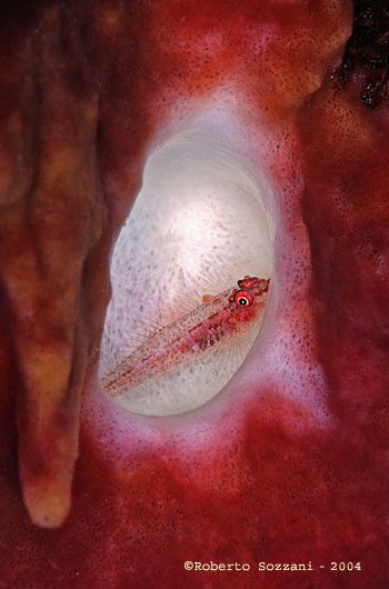 Gobide su spugna, Goby hiding in a sponge
