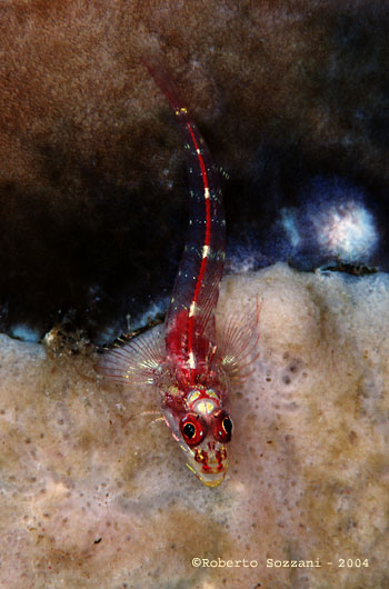 Ucla xenogrammus