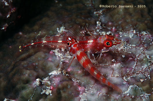 trimma sp. and Ucla xenogrammus