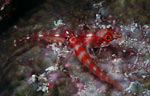 Pygmy goby