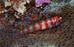 Pygmy goby