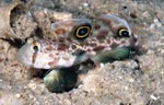 Twinspot goby