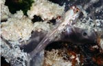 Signalfin goby