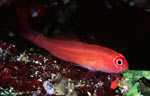 Redface dwarfgoby or Ringeye dwarfgoby