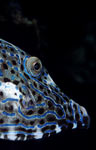 Scrawled filefish or Scribbled leatherjacket