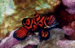 Mandarinfish