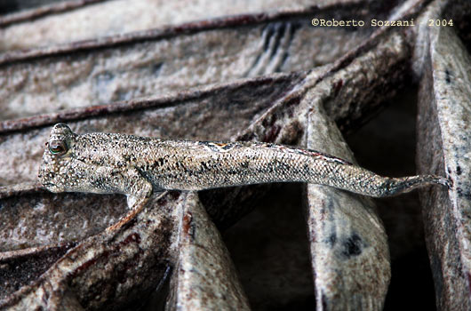 Periophthalmus argentilineatus