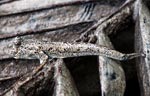 Barred mudskipper