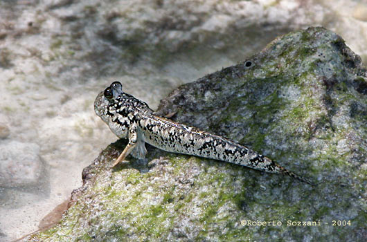 Periophthalmus argentilineatus