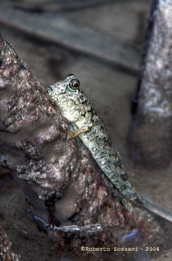Periophthalmus argentilineatus
