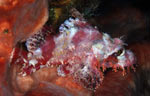 Smallscale scorpionfish