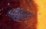 Sole (juvenile)